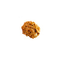 2 Mukhi Rudraksha Nepal