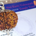 10 Mukhi Rudraksha With Silver Pendant