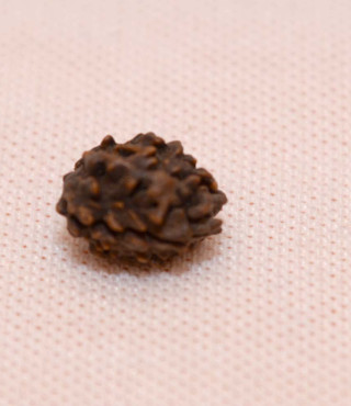 2 MUKHI RUDRAKSHA