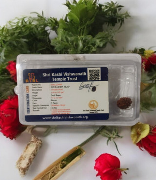 2 Mukhi Rudraksha Nepal