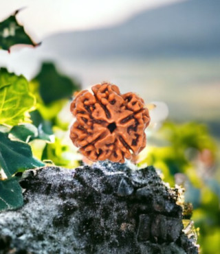 4 Mukhi Rudraksha