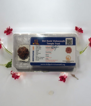 4 Mukhi Rudraksha