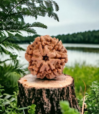 6 Mukhi Rudraksha