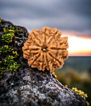 9 Mukhi Rudraksha