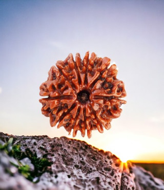 10 Mukhi  Rudraksha