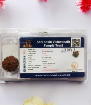 10 Mukhi  Rudraksha