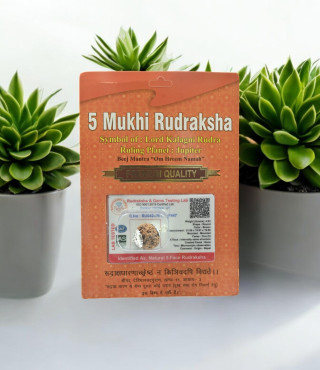 5 Mukhi Rudraksha With Pendant