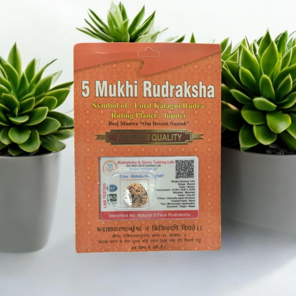 5 Mukhi Rudraksha With Pendant