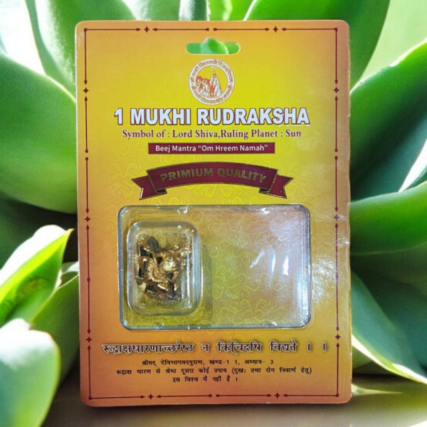 1 Mukhi Rudraksha With Lord Shiva