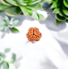 3 MUKHI Rudraksha 3 MUKHI Rudraksha