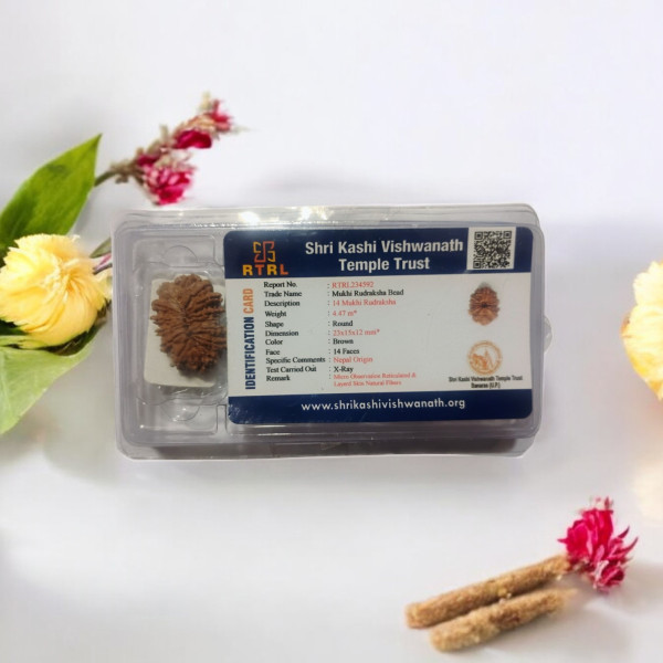 14 mukhi Rudraksha 14 mukhi Rudraksha
