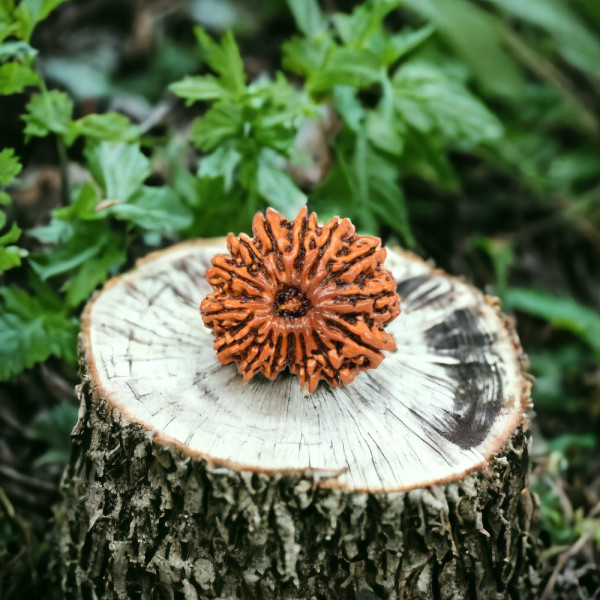 15 Mukhi Rudrksha 15 Mukhi Rudrksha