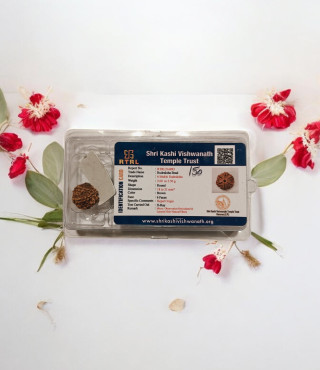 6 Mukhi Rudraksha 6 Mukhi Rudraksha