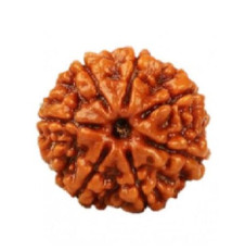 7 Mukhi Rudraksha 7 Mukhi Rudraksha