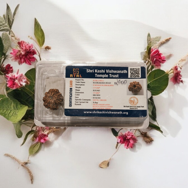 8 Mukhi Rudraksha 8 Mukhi Rudraksha