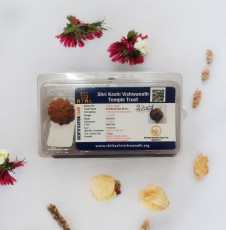9 Mukhi Rudraksha 9 Mukhi Rudraksha