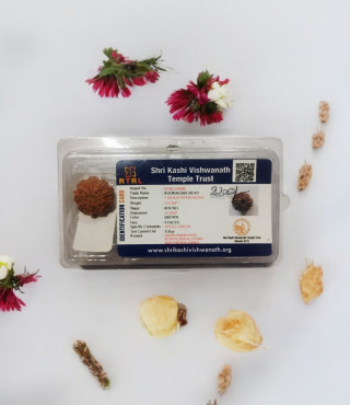 9 Mukhi Rudraksha 9 Mukhi Rudraksha