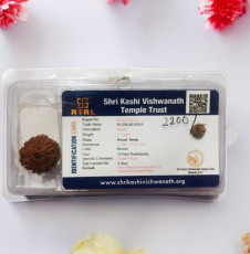 10 Mukhi  Rudraksha 10 Mukhi  Rudraksha