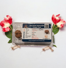 11 Mukhi Rudraksha 11 Mukhi Rudraksha