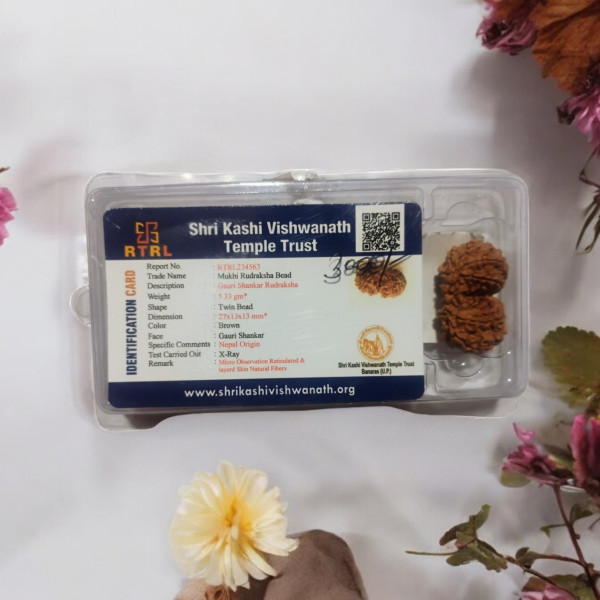 Gauri Shankar Rudraksha Gauri Shankar Rudraksha