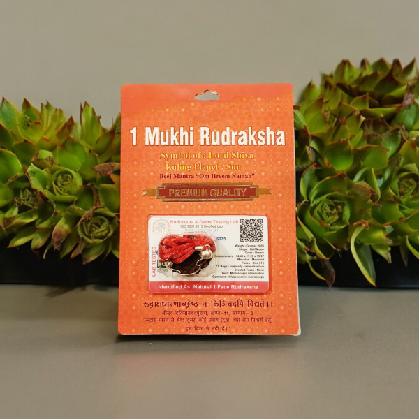 1 Mukhi Rudraksha 1 Mukhi Rudraksha