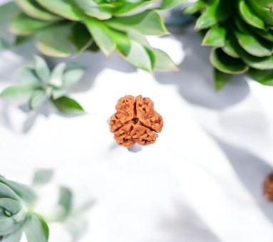 3 MUKHI Rudraksha