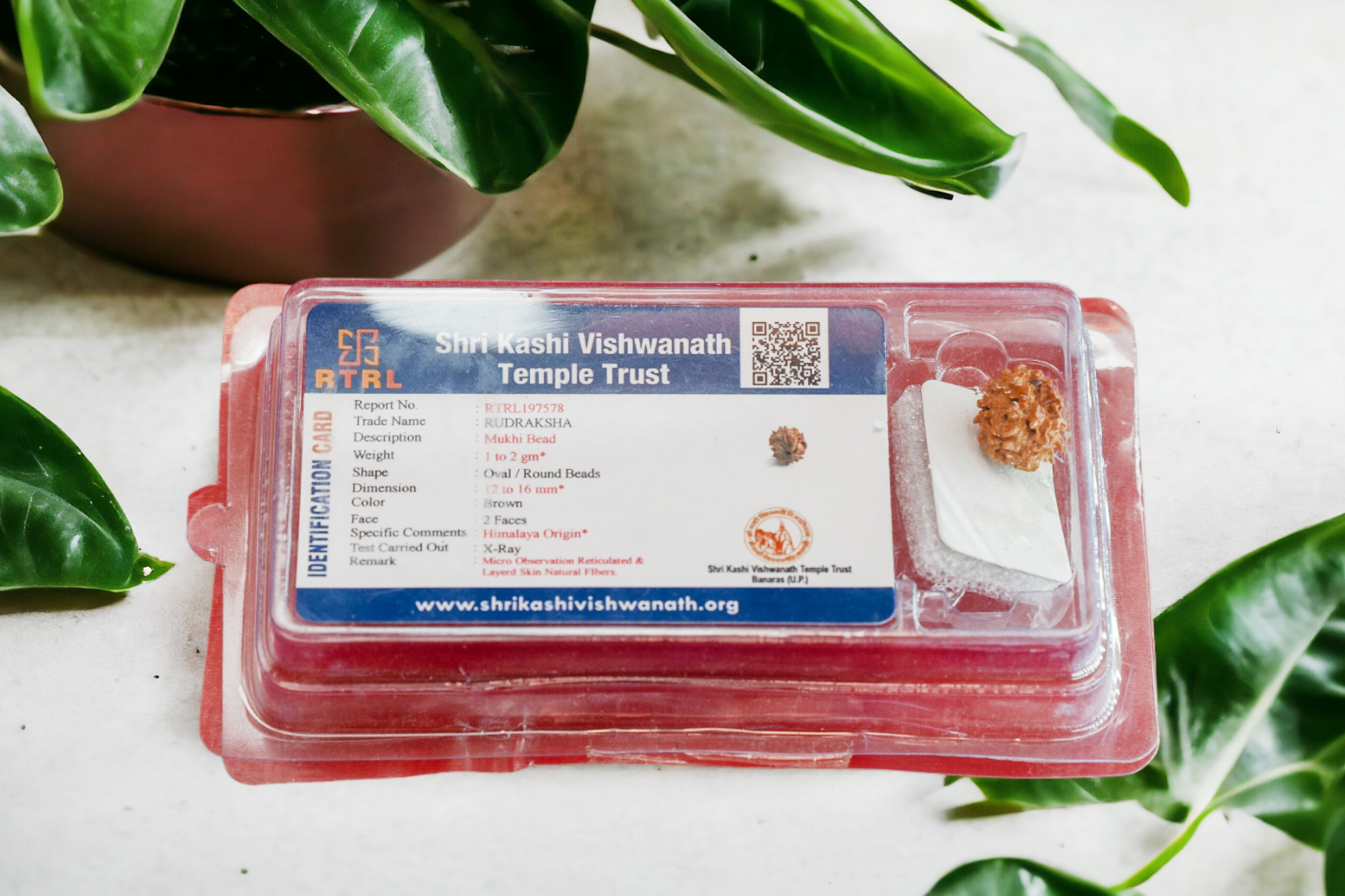 2 Mukhi Rudraksha Nepal