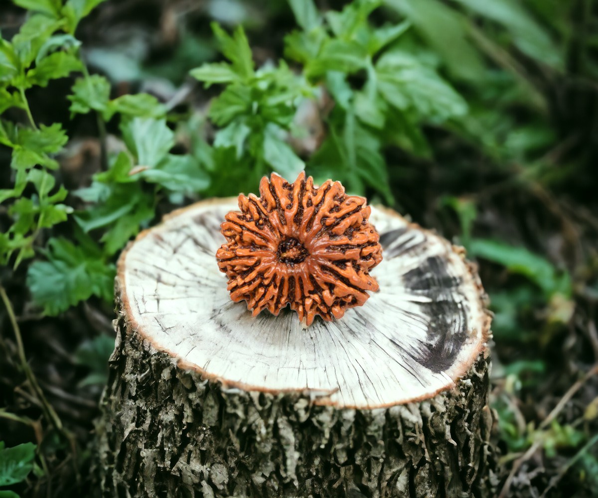 15 Mukhi Rudrksha