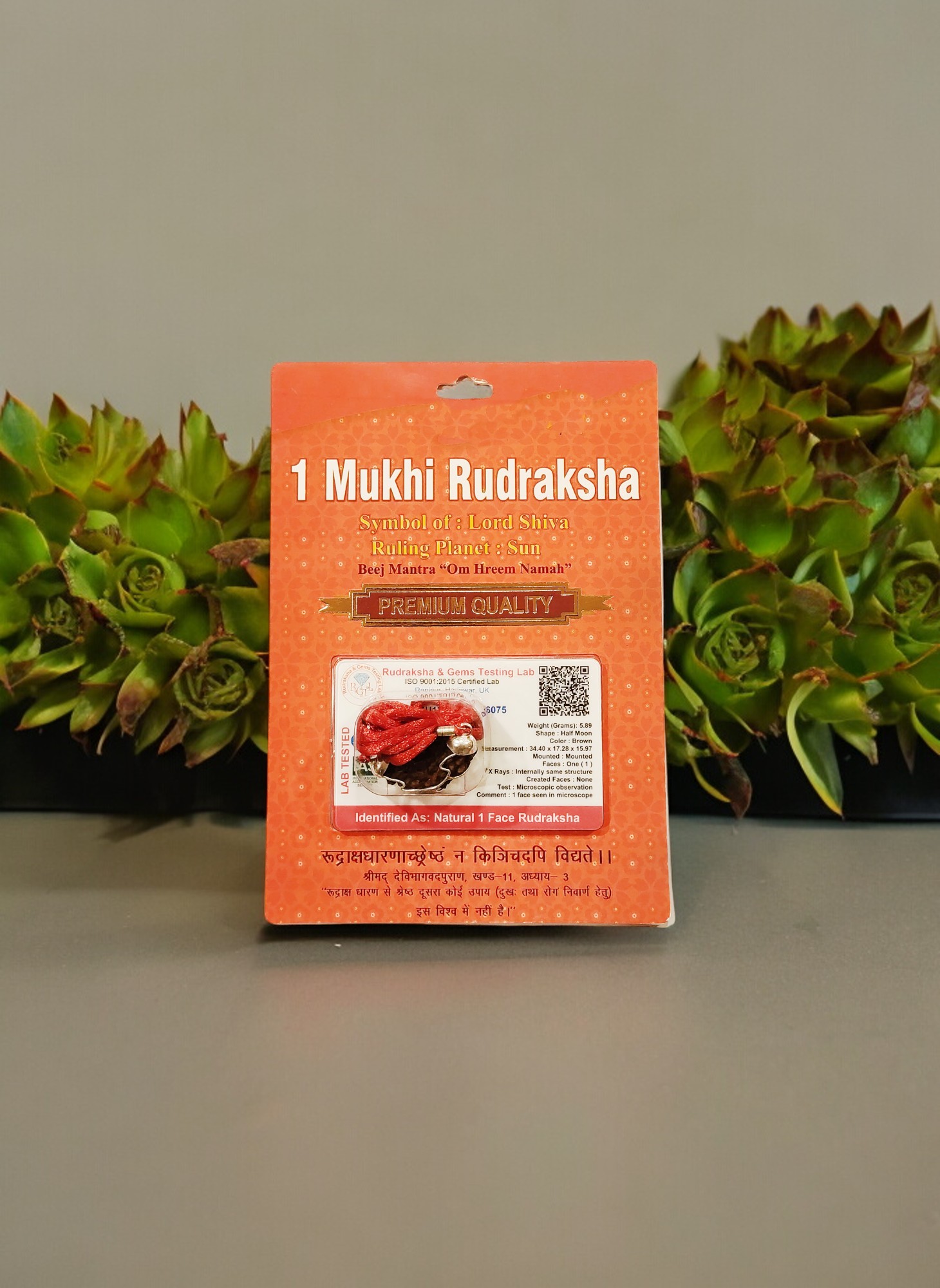 1 Mukhi Rudraksha