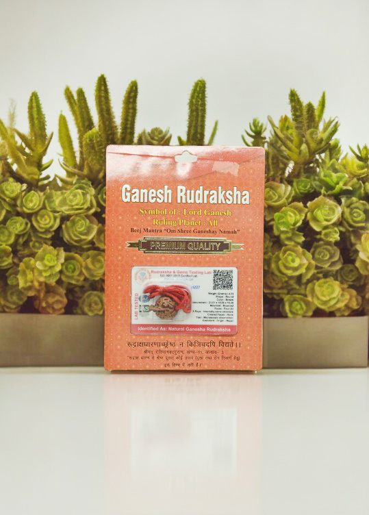 Ganesh Rudraksha